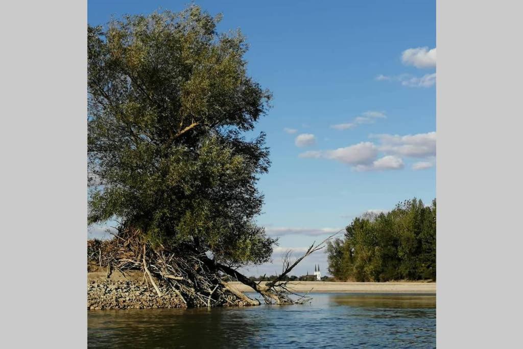 Danube Fairy Villa Futog Buitenkant foto